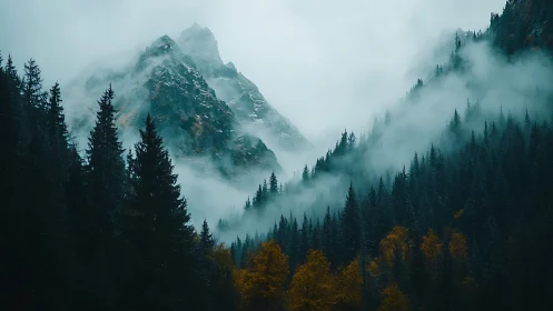 Misty alpine peaks with dense evergreen forest foreground.