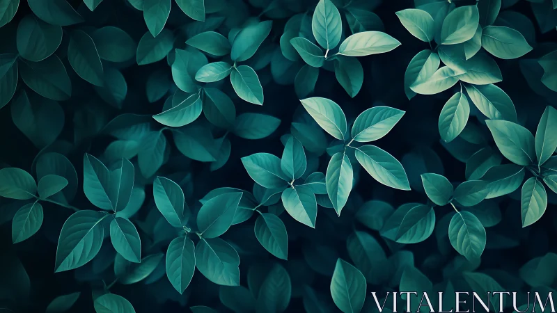 Overhead view of dense teal foliage with broad leaves.