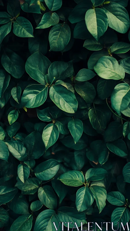 Dense green foliage with overlapping oval leaves detail.