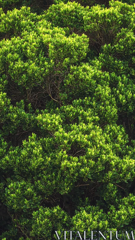 Sunlit green foliage forms layered, calming natural texture