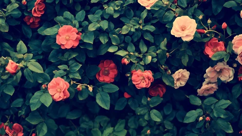 Rose Garden Overhead View with Varied Cultivars
