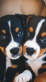 Symmetric close-up study of paired tricolor puppies’ muzzles.