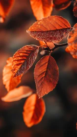 Warm autumn leaves glowing softly in late evening light.