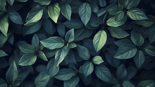 Top view of dense green foliage under soft low light.