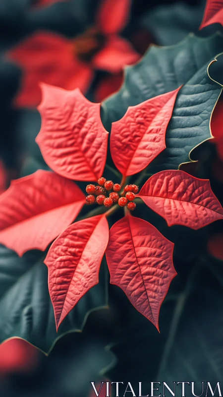 Crimson poinsettia star glows against deep forest shadows.