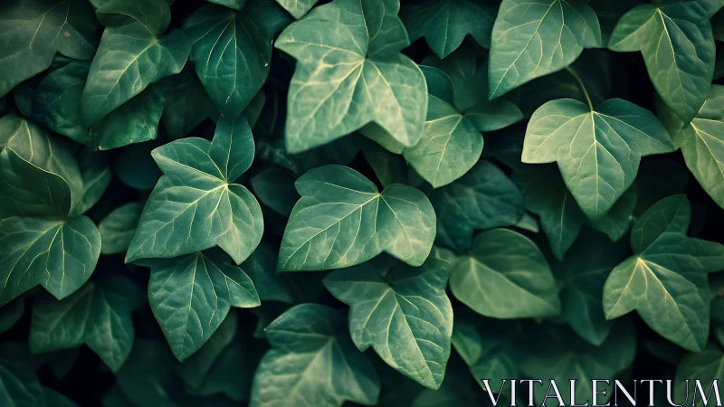 Dense cluster of green ivy leaves with visible venation.