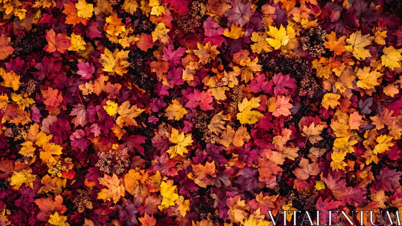 Crimson and gold autumn leaves form a vibrant seasonal carpet