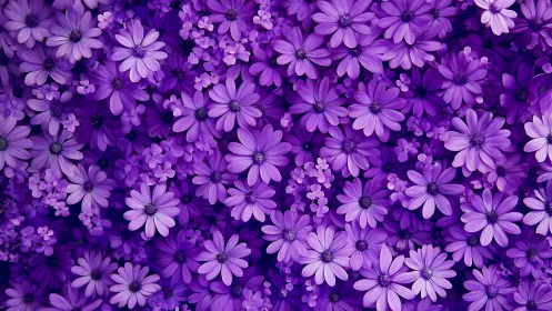 Purple Floral Field with Mixed Daisy Varieties.