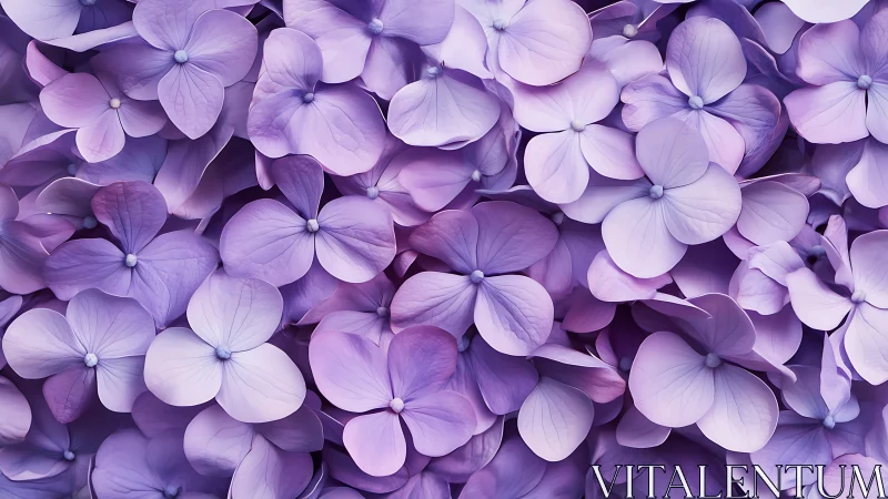 Purple hydrangea florets densely clustered in full bloom array