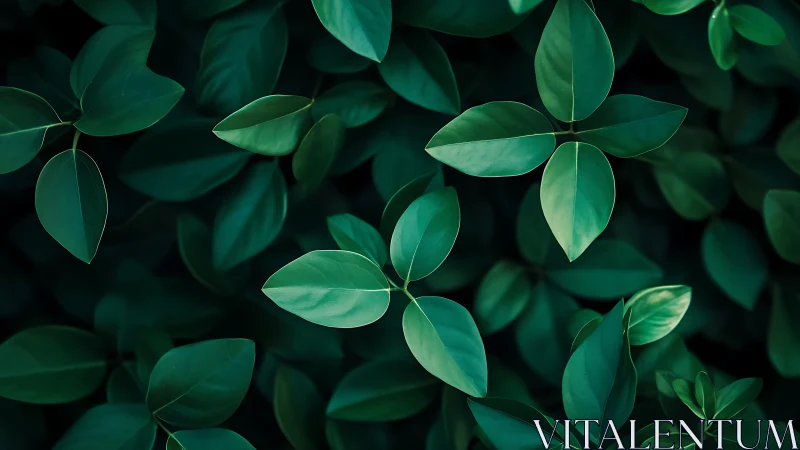 Lush emerald foliage pattern with soft directional lighting.