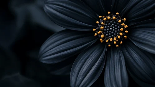 Black flower with golden stamens and dark background.