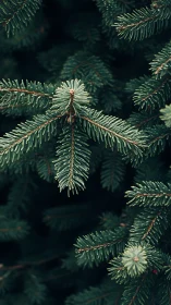 Evergreen fir needles form a calm, moody winter backdrop