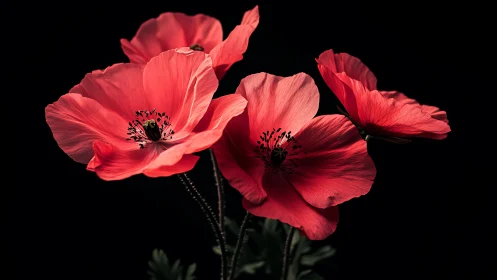 Brilliant Red Poppies Dancing Against Dark Elegance