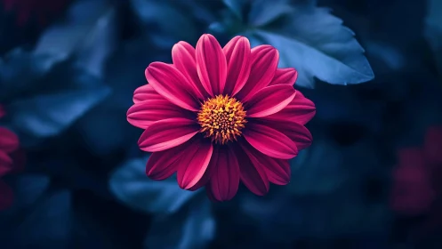 Crimson Dahlia Glowing Against Twilight Garden Shadows.