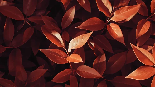 Sunlit copper leaves create bold contrast against deep shadow