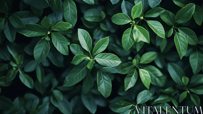 Vibrant Green Leaves in Soft Natural Light, Botanical Close-Up.