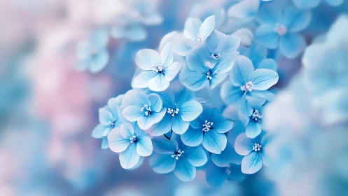 Blue Forget-me-not Flowers in Close Macro Photography.