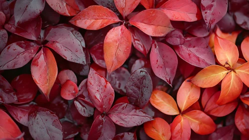 Crimson autumn leaves glow softly under fresh morning rain