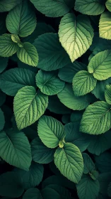 Green foliage closeup with layered textured leaves.