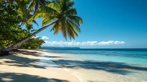 Tropical Coastal Beach with Palm Trees and Clear Ocean Waters