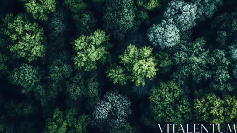 Aerial view of dense forest canopy with varied green hues.