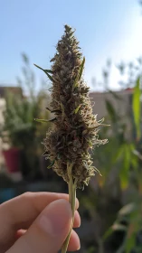 Cannabis cola macro study under natural backlit sunlight.