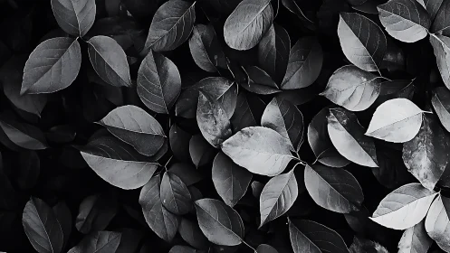Monochrome close-up of dense overlapping plant leaves.