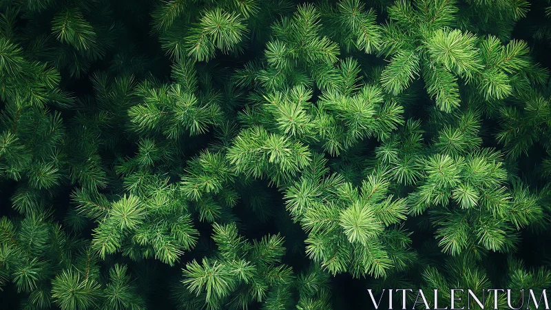 Evergreen pine needles creating a calm forest canopy.