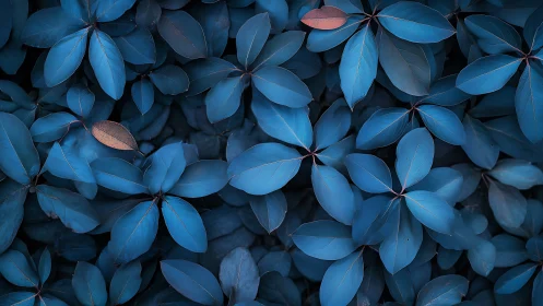 Blue-toned foliage fills the frame with dense overlapping leaves