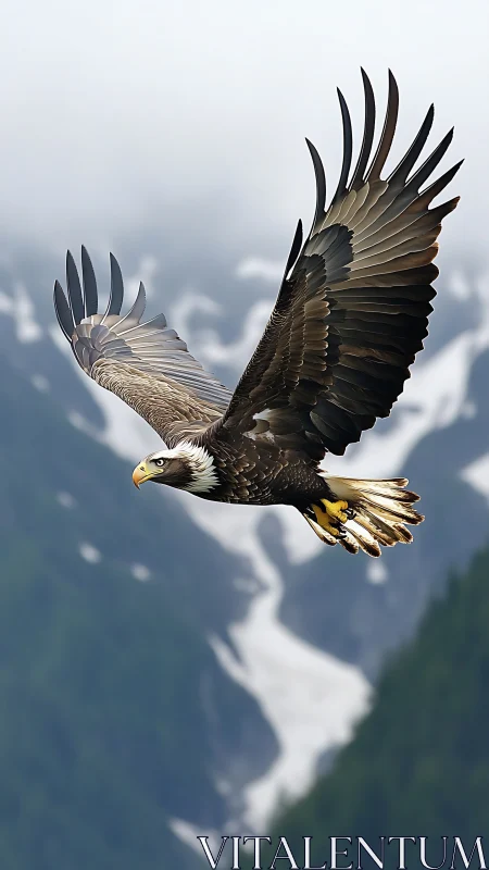 Soaring bald eagle glides gracefully above misty mountains