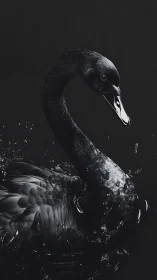 High-contrast black swan portrait in low-key monochrome lighting.