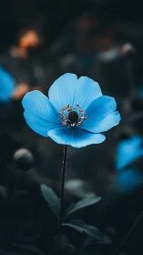 Azure Poppy: Macro Botanical Study with Warm Stamen Detail.