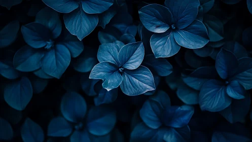 Midnight hydrangea blooms quietly choreograph blue whispers