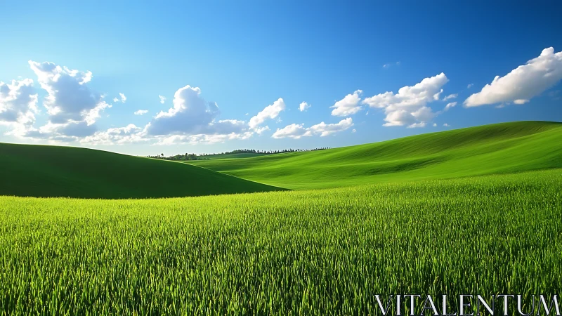 Undulating spring grassland under midday cumulus cloud field