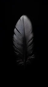 Monochrome feather macro on deep black negative space.