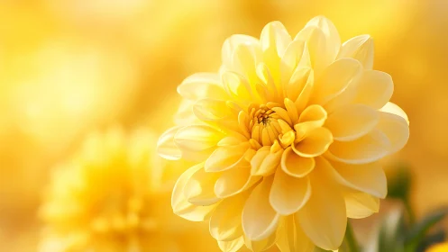 Dahlia specimen exhibits densely stratified petals with luminous golden coloration and warm chromati