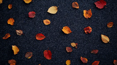 Fallen autumn leaves choreograph quiet sparks across midnight