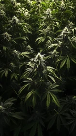 Lush green cannabis garden glowing in gentle filtered light.