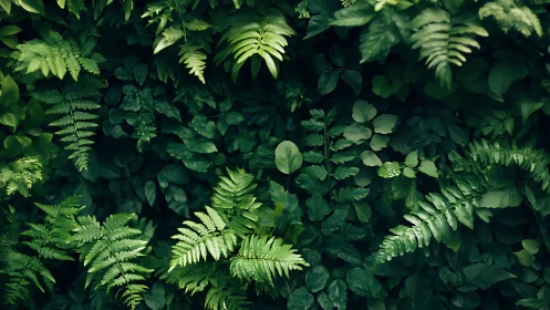 Dense fern canopy with layered foliage and controlled natural lighting