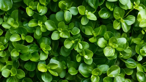 Dense succulent foliage under soft diffuse daylight exposure.