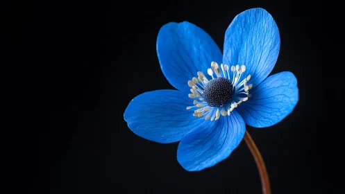 Blue Anemone Flower Macro Against Black Background. Detailed Botanical Study.