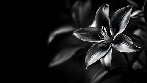 Delicate Lily Flower Opens Its Petals in Monochrome Light