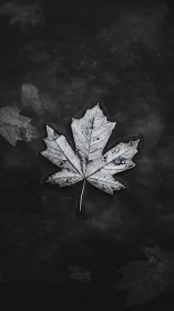 Single maple leaf floating on still dark water surface.