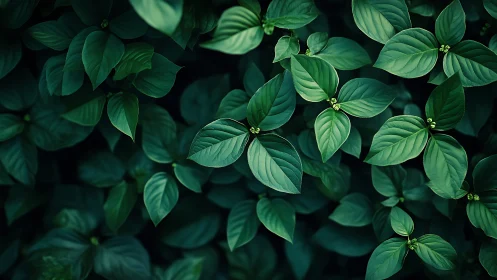 Lush green leaves form a tranquil, richly layered canopy.
