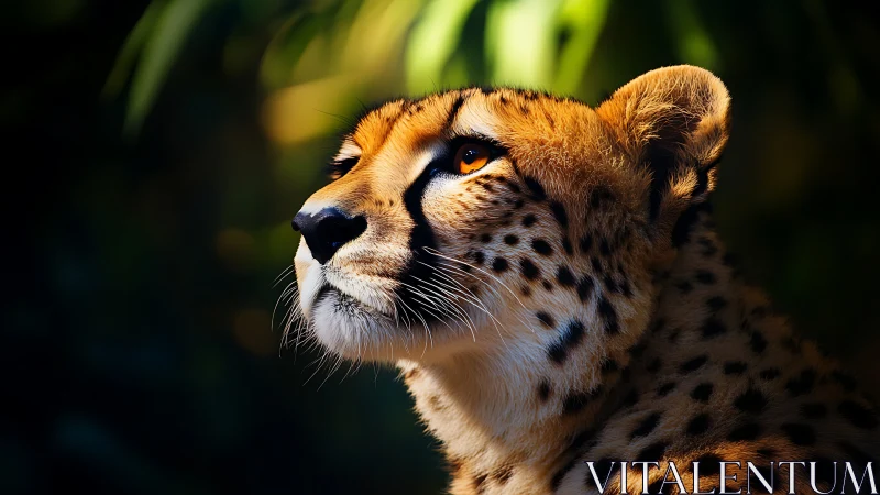 Cheetah portrait in warm light with soft dark background.