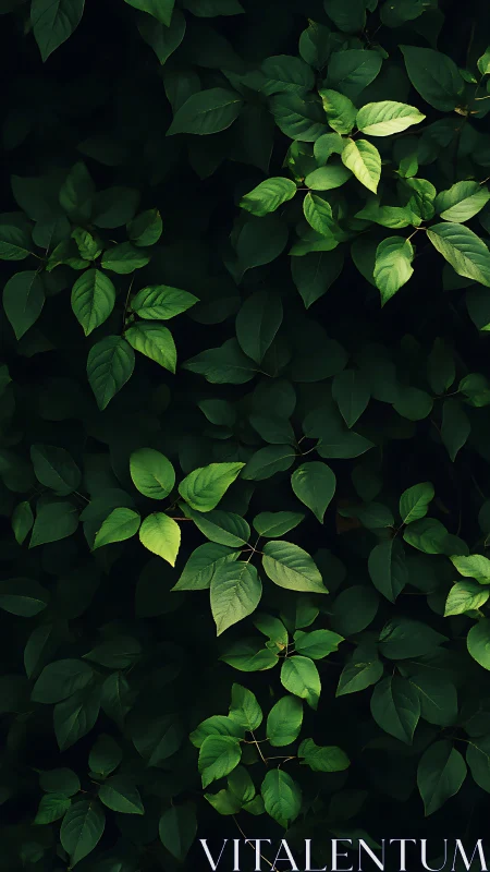 Deep green foliage with dramatic natural light accents.