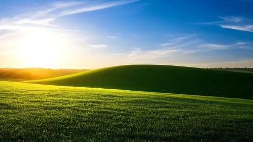 Low-sun illumination over parabolic grassland horizon field.