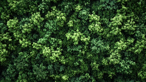 Dense Verdant Canopy. Aerial Perspective of Layered Green Foliage.