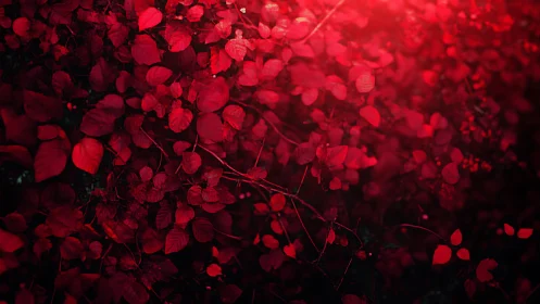 Crimson foliage canopy under soft diffused sunset glow