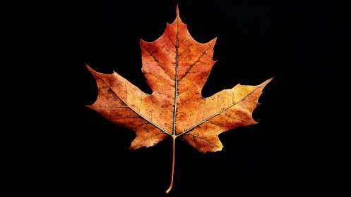 Macro analysis of autumn maple leaf against deep black background